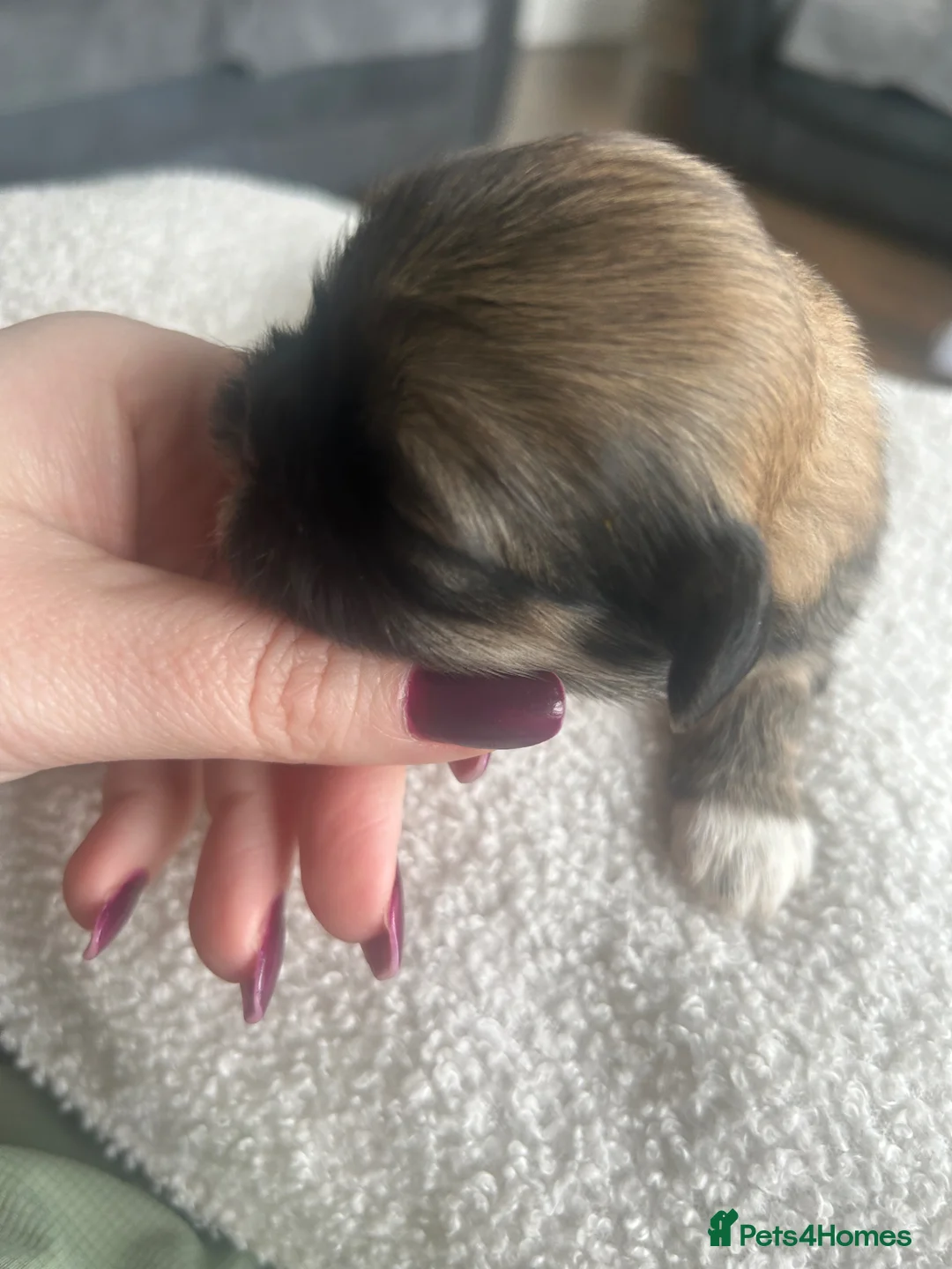 Shih Tzu dogs for sale: Shih Tzu puppies in Newry - Advert 8