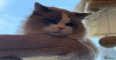 Ragdoll cats - Advert 10