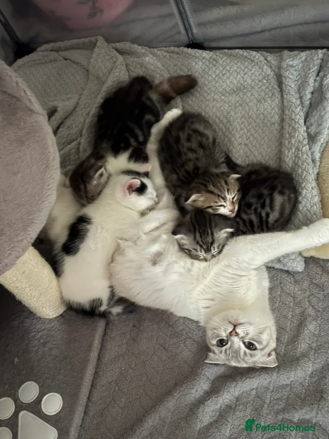 Scottish Fold cats for sale: 3 Beautiful ScottishFold TabbiesStripesSpotsFolded - Advert 13