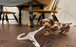 Miniature Dachshund dogs for sale: 🐾 Loving Miniature Dachshund Puppies 🐾 - Image 3
