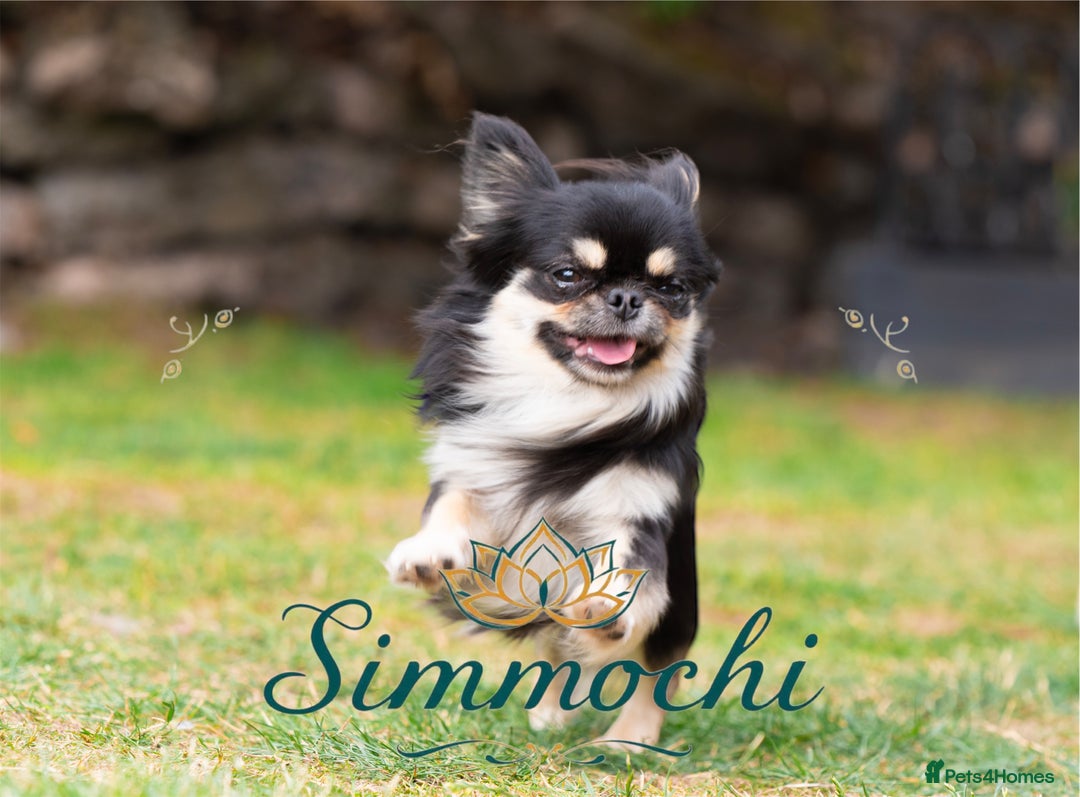 Chihuahua dogs for stud: Exceptional Thai line  - Advert 3