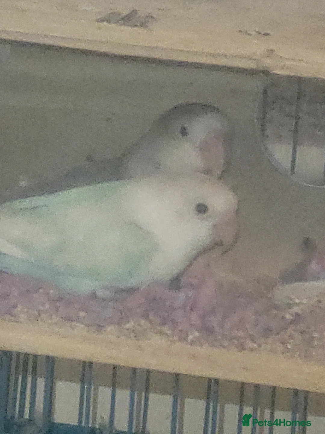 Lovebirds birds for sale: Bonded pair of lovebirds - Advert 2