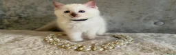 Ragdoll cats for sale: Stunning 🌟 Ragdoll Kittens 🌟  - Advert 25