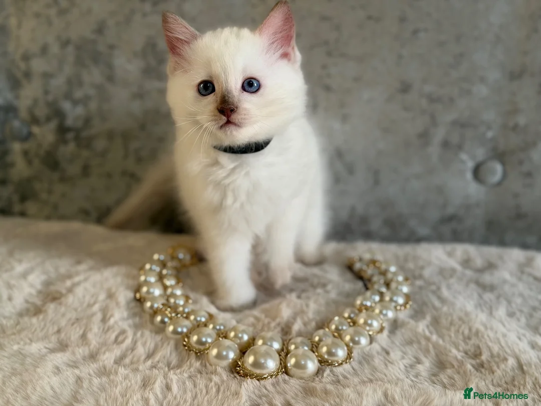 Ragdoll cats for sale: Stunning 🌟 Ragdoll Kittens 🌟  - Advert 25