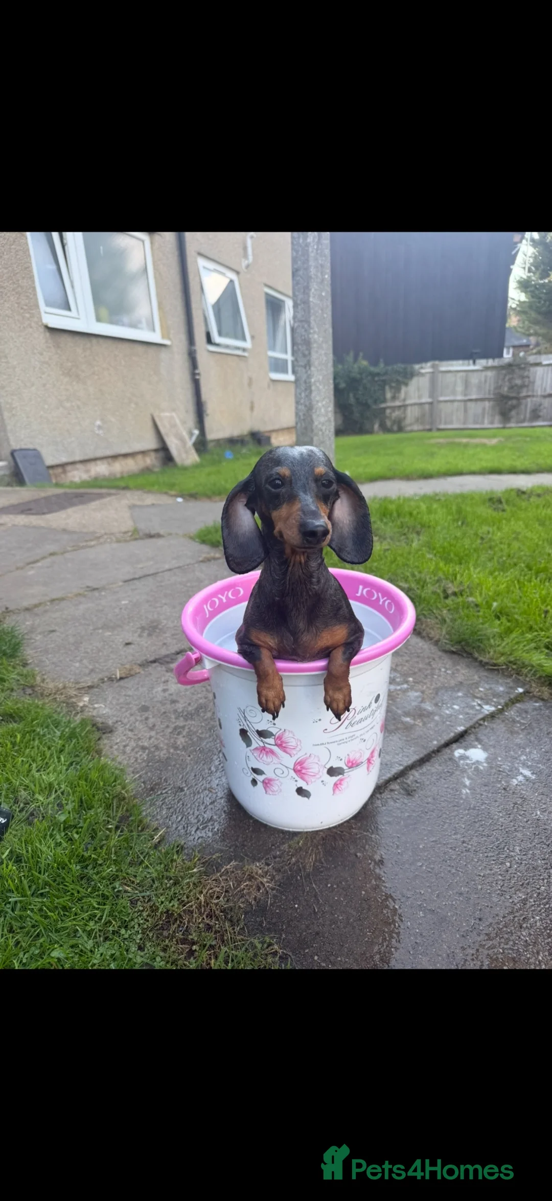 Doxiepoo dogs for sale: 2 left!  - Advert 2