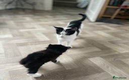 Mixed Breed cats for sale: Three long hair one short tuxedo kittens - Image 9