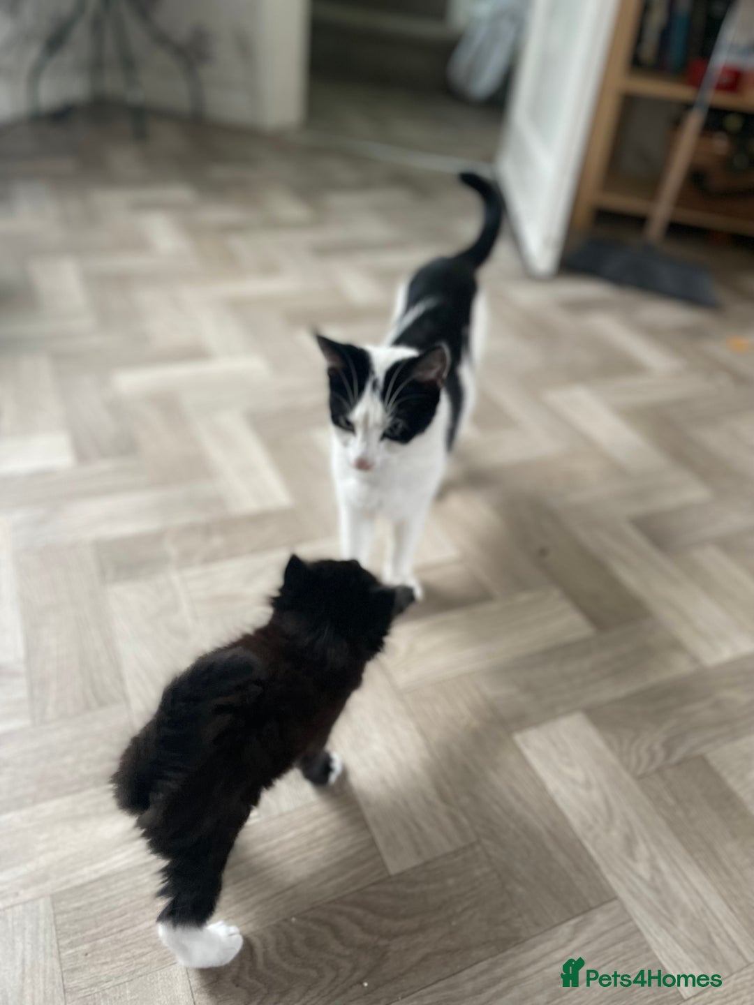Mixed Breed cats for sale: Three long hair one short tuxedo kittens - Image 9
