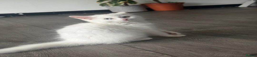 British Longhair Kitten 2