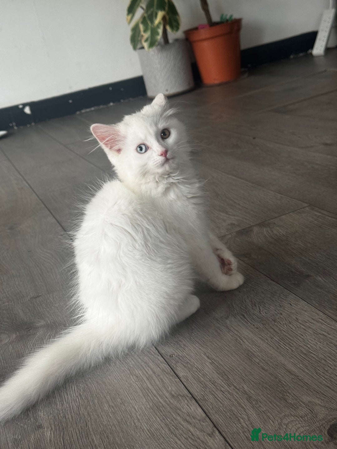 British Longhair cats for sale: British - Image 3