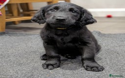 Flat coated Retriever dogs for sale: READY NOW Flat Coated Retriever Puppies - Image 23