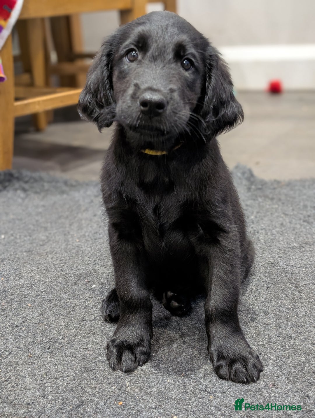 Flat coated Retriever dogs for sale: READY NOW Flat Coated Retriever Puppies - Image 23