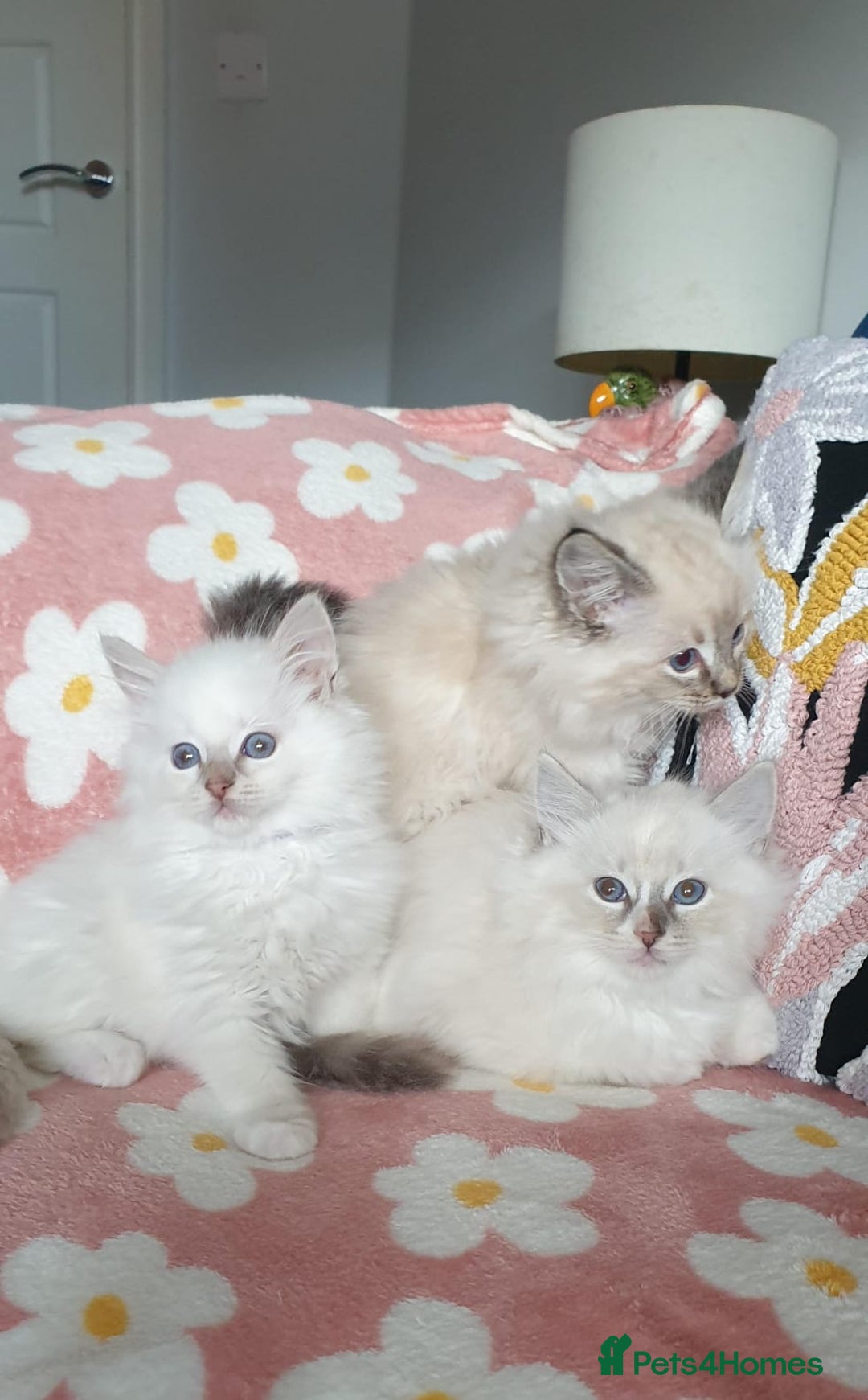 Ragdoll cats for sale: Absolutely Stunning GCCF Registered Kittens. - Advert 7