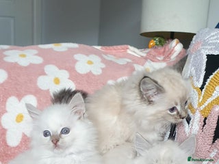 Ragdoll cats Absolutely Stunning GCCF Registered Kittens. - Advert 14