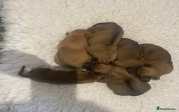 Rhodesian Ridgeback dogs for sale: KC reg Rhodesian Ridgeback puppies - Image 3