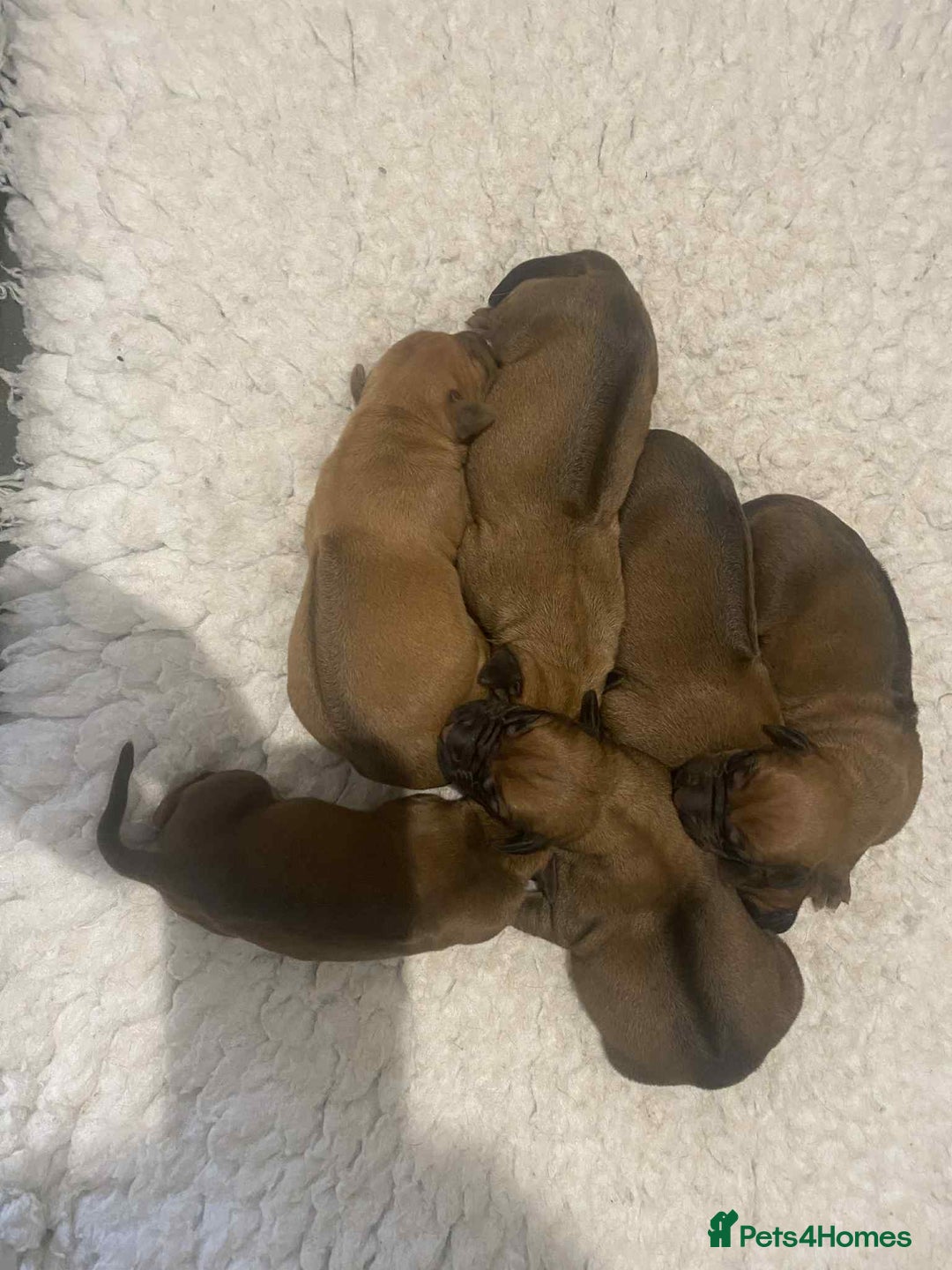 Rhodesian Ridgeback dogs for sale: KC reg Rhodesian Ridgeback puppies - Image 3