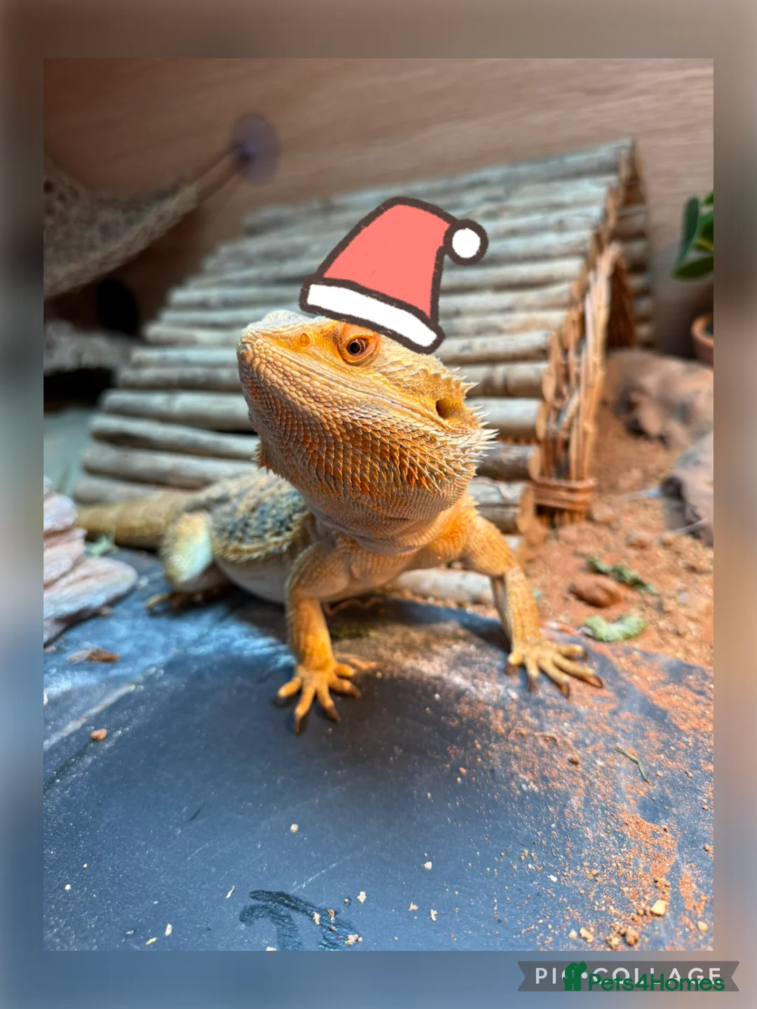 Bearded Dragon reptiles for sale: Wonderful Family Bearded Dragon For Adoption.  - Advert 1