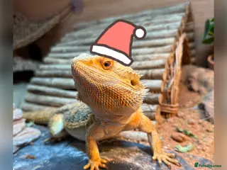 Bearded Dragon reptiles Wonderful Family Bearded Dragon For Adoption. - Advert 6