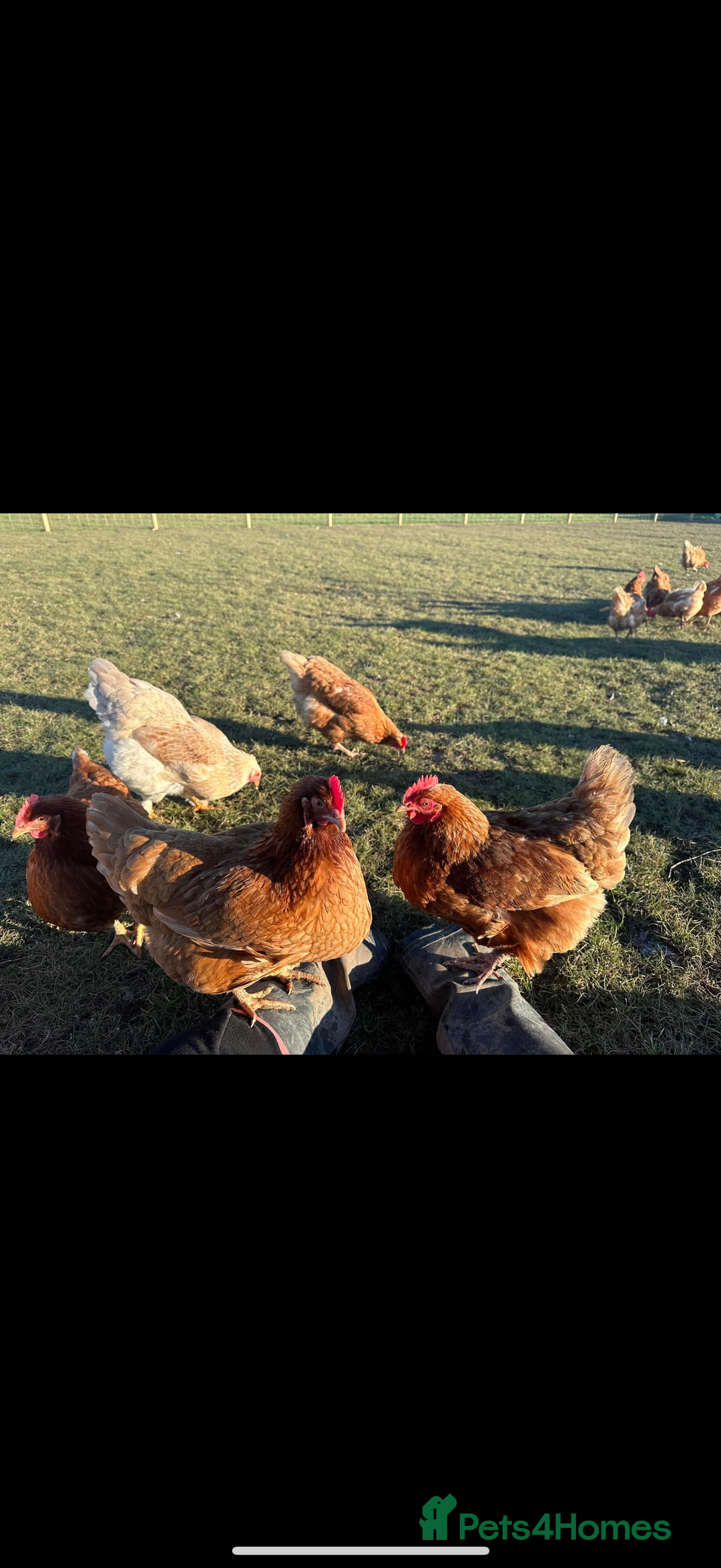 Chickens poultry for sale: Looking for new home for 1 cockerel with his hens  - Advert 3