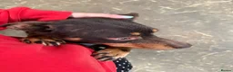 Australian Kelpie dogs for sale: Australian kelpie puppies - Advert 24