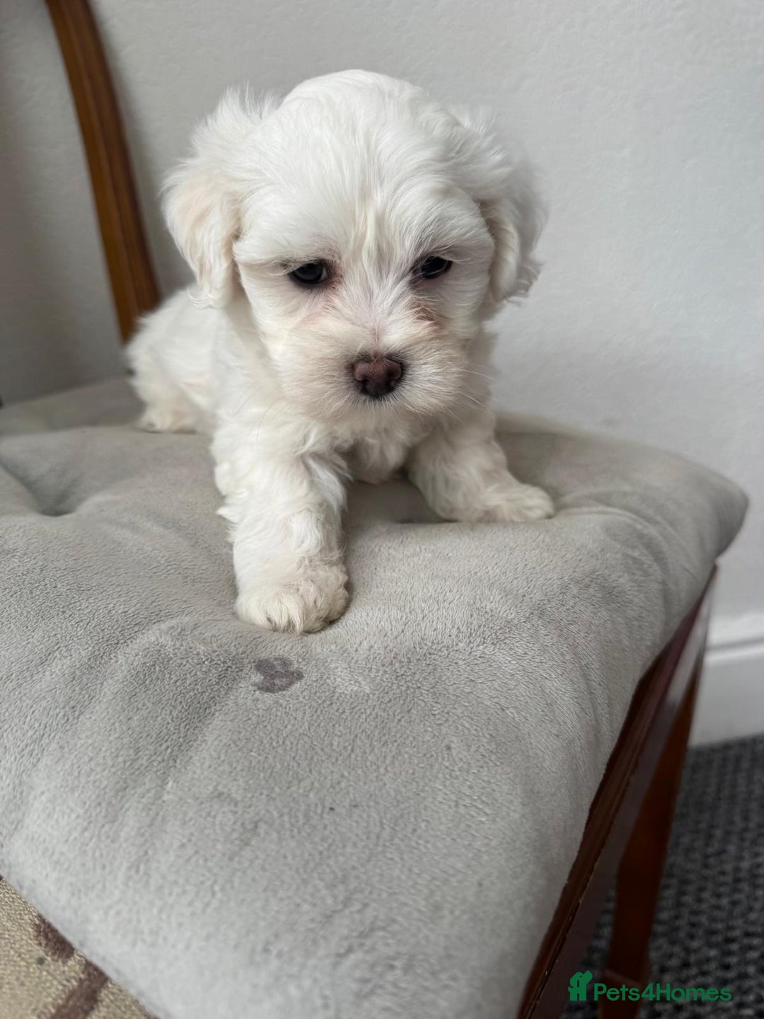 Bichon Frise dogs for sale: Four gorgeous boys and two wonderful girls - Image 2