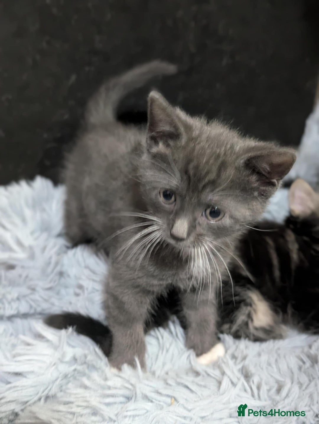 Mixed Breed cats for sale: Four kittens for sale  - Advert 10