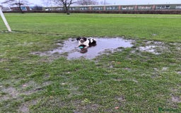 English Springer Spaniel dogs for stud: English Springer Spaniel for Stud - Image 2