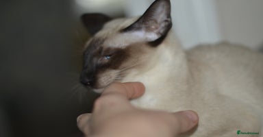 Siamese cats in Stowmarket - Advert 12