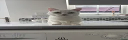 Munchkin cats for sale: 😻❤️ Marshmallow “Baby” ❤️🥰 - Advert 1