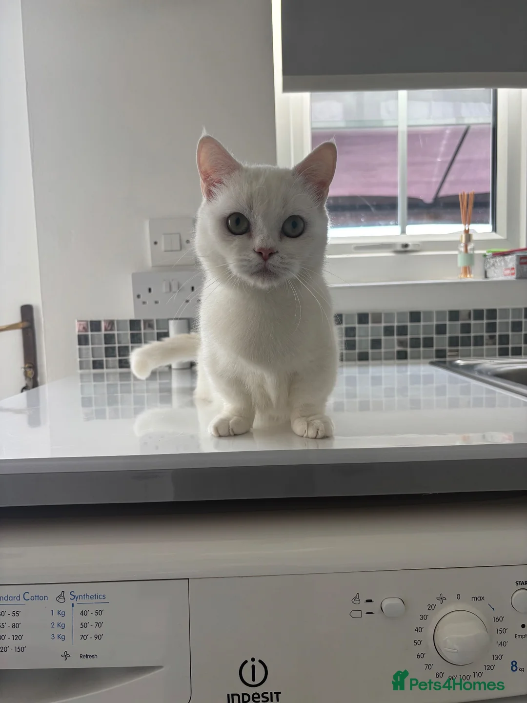 Munchkin cats for sale: 😻❤️ Marshmallow “Baby” ❤️🥰 - Advert 1