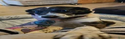 Border Collie dogs for sale: Male Border Collie in Neath - Advert 5