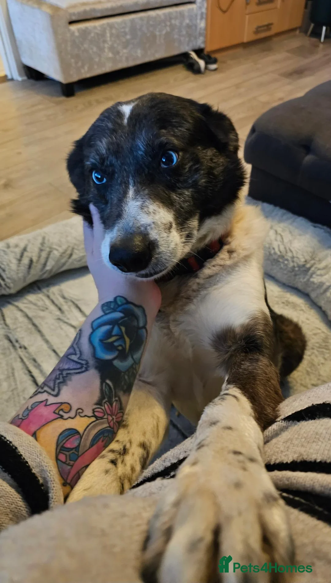 Border Collie dogs for sale: Male Border Collie in Neath - Advert 5