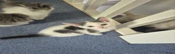 Mixed Breed cats for sale: Beautiful kittens ready for new home - Advert 11