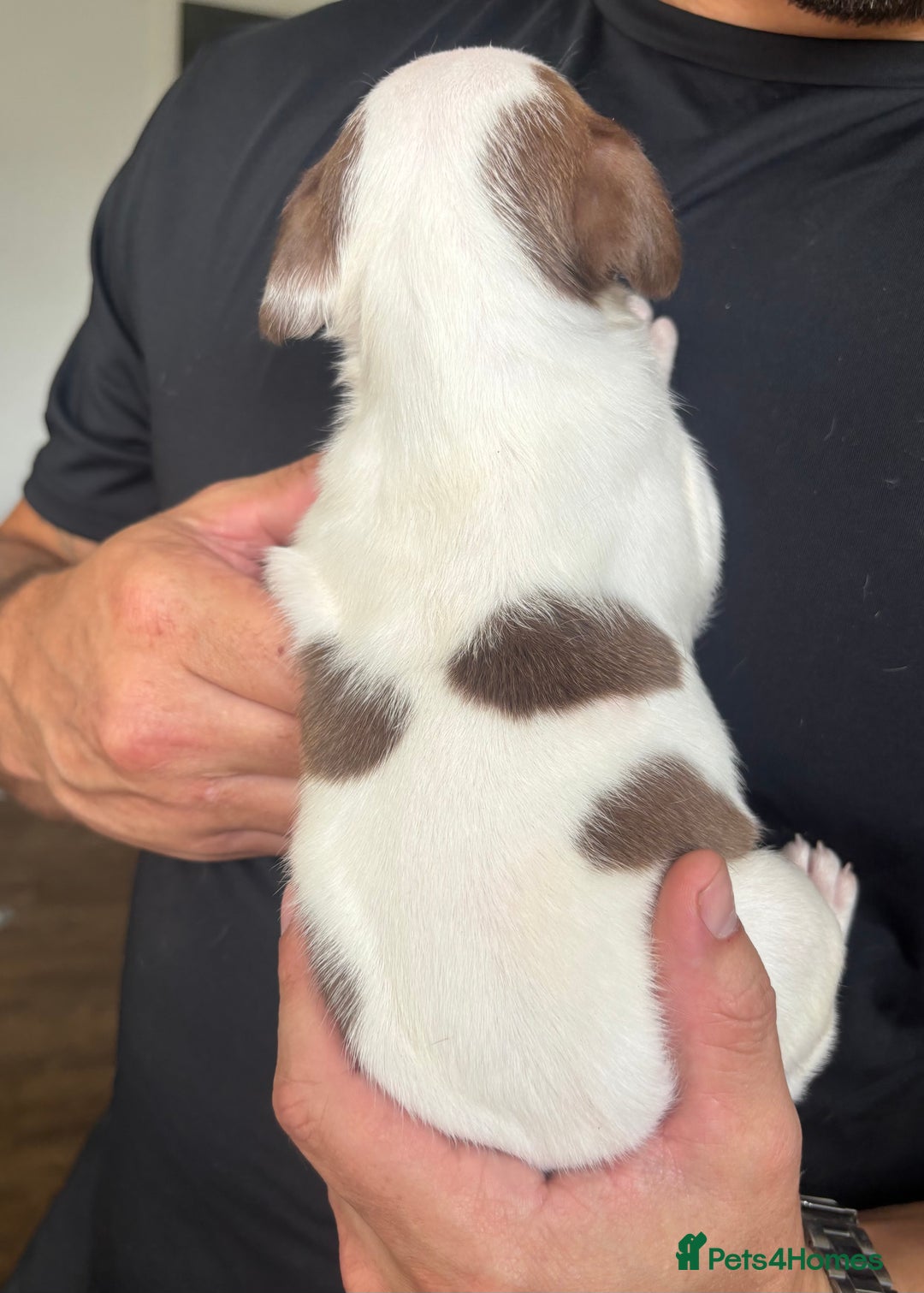 American Bull Staffy dogs for sale: 8 beautiful Amstaff puppies - Image 13