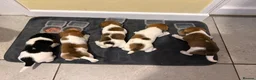 Jack Russell dogs for sale: Beautiful Jack Russell Puppies x 5 Boys  - Advert 3