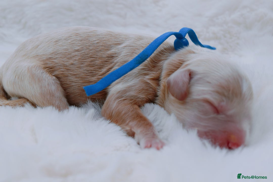 Cavapoo dogs for sale: Extensively health tested F1b curly Cavapoos  - Image 7
