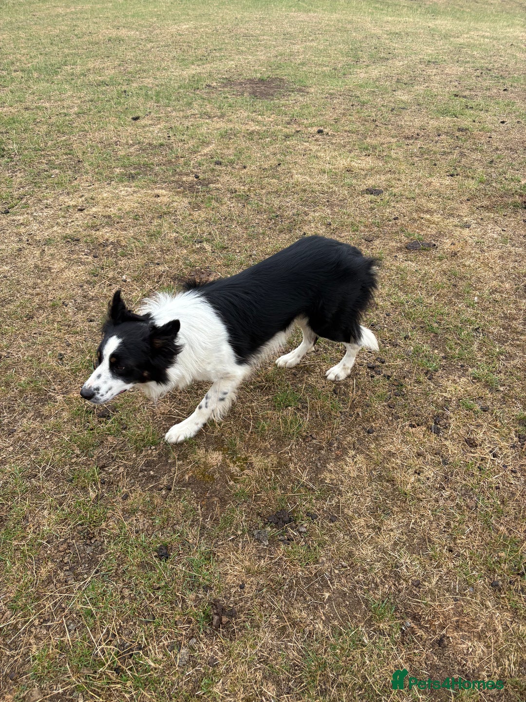 Border Collie dogs for sale: Beautiful border collie puppies  - Image 15
