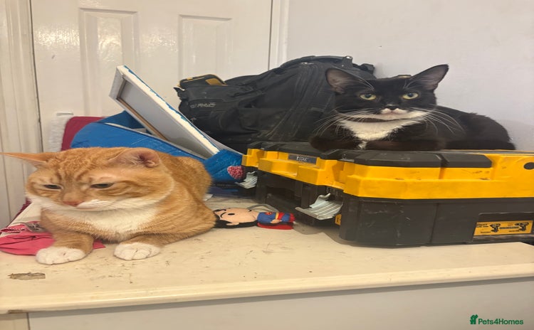 Mixed Breed cats Kitten - Advert 3