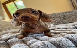 Miniature Dachshund dogs for sale: ❤️🐾💫 Outstanding Miniature Dachshunds 🐾❤️💫 - Image 29