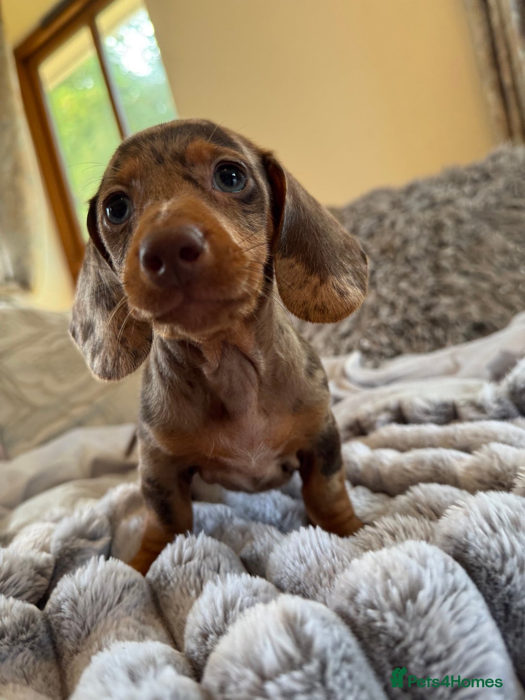 Miniature Dachshund dogs for sale: ❤️🐾💫 Outstanding Miniature Dachshunds 🐾❤️💫 - Image 29
