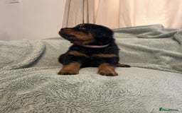 Rottweiler dogs for sale: Rottweiler Puppies  - Image 7