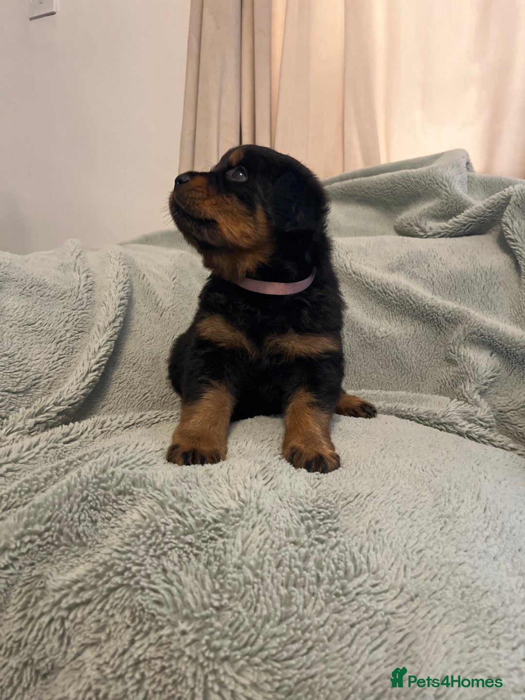 Rottweiler dogs for sale: Rottweiler Puppies  - Image 7