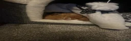 Mixed Breed cats for sale: Fluffy ginger male kitten  - Advert 10