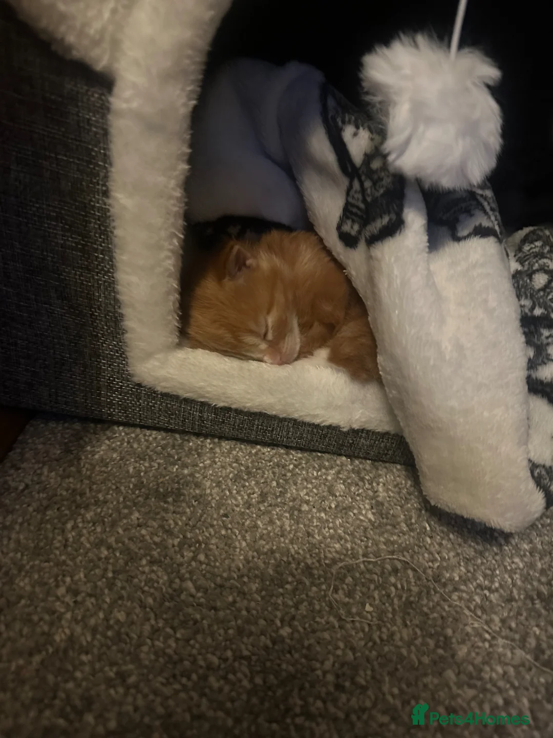 Mixed Breed cats for sale: Fluffy ginger male kitten  - Advert 10