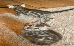 Bengal cats for sale: Pure bengal kittens - Image 10