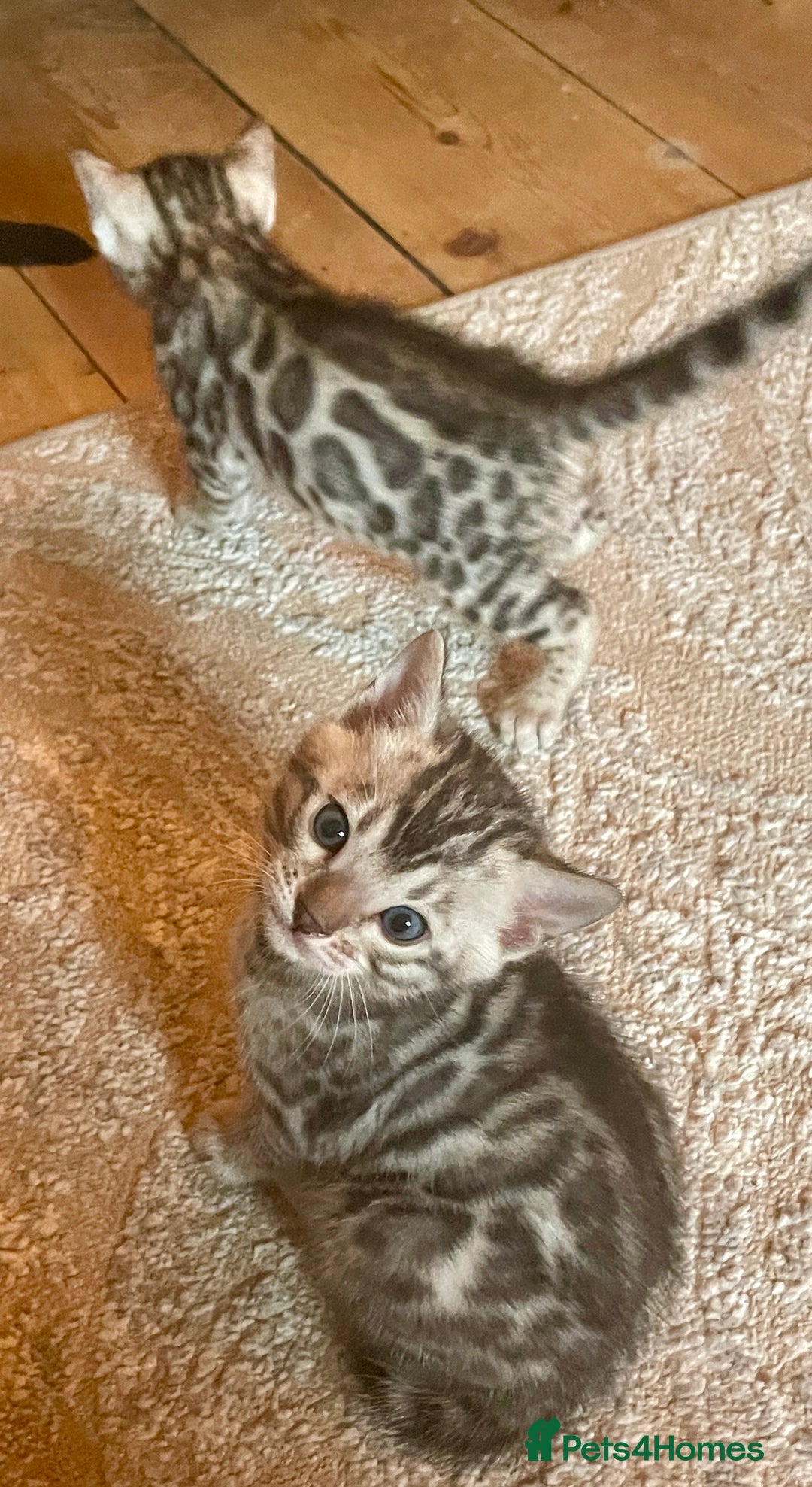 Bengal cats for sale: Pure bengal kittens - Image 10