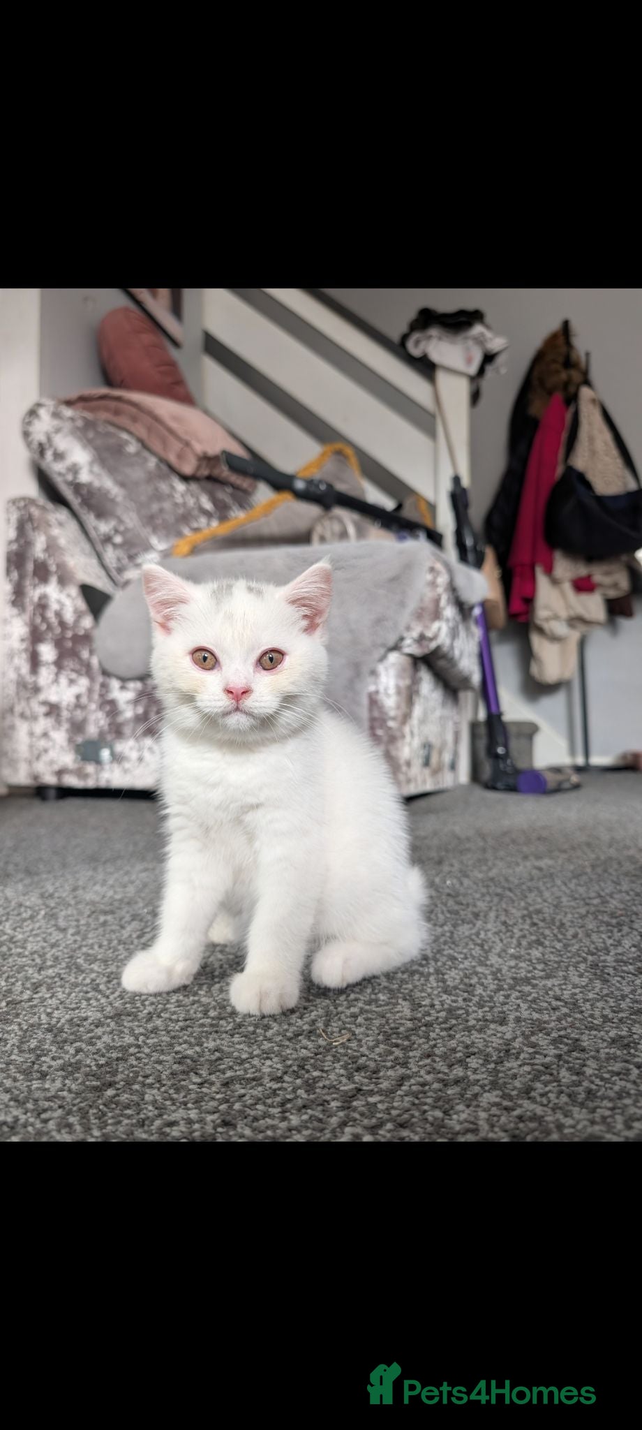 British Shorthair cats 🩷Last Scottish straight girl left🩷  - Advert 2