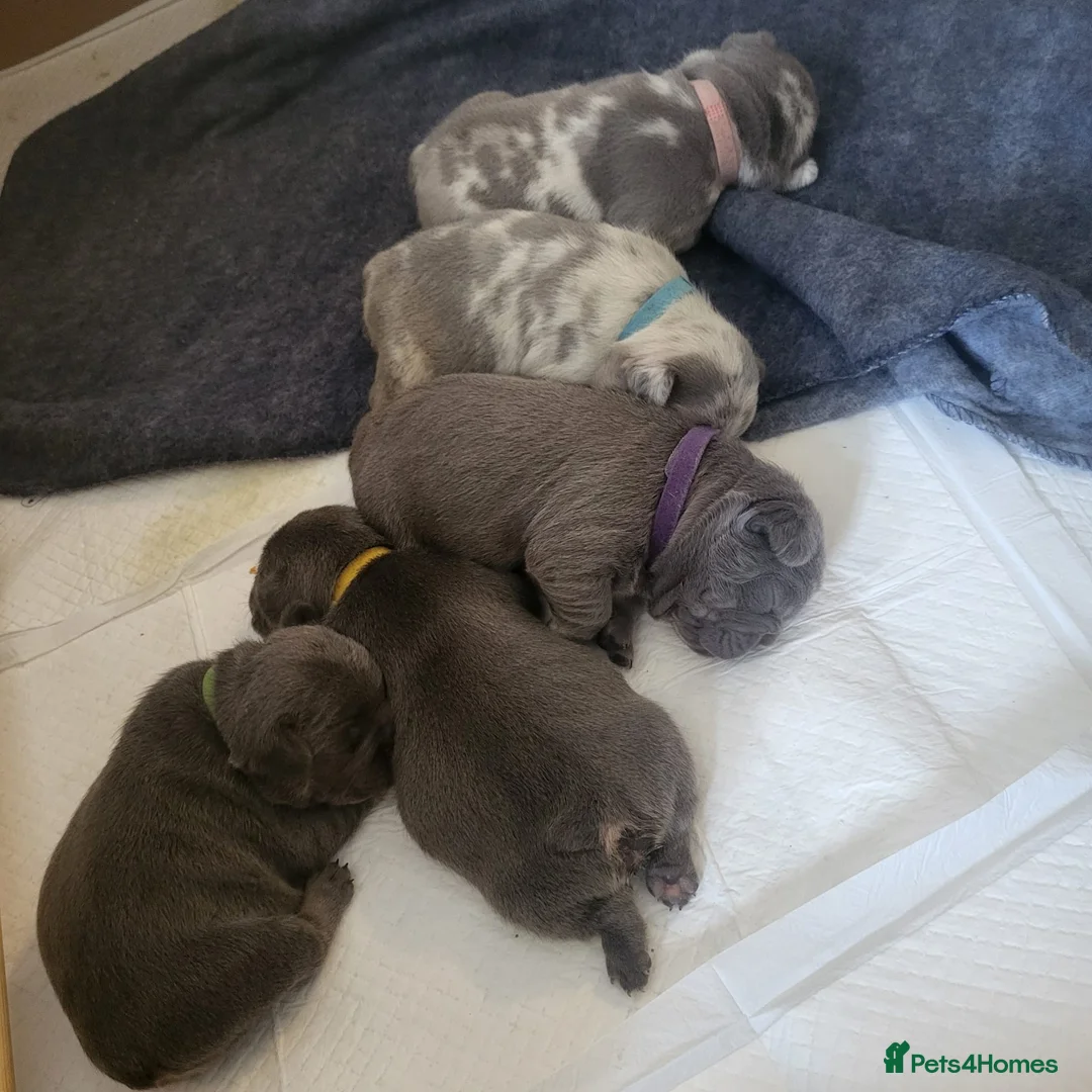 French Bulldog dogs for stud: LILAC MERLE STUD in Wednesbury - Advert 13