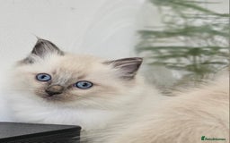 Ragdoll cats for sale: Stunning  ragdoll  kittens - Image 2