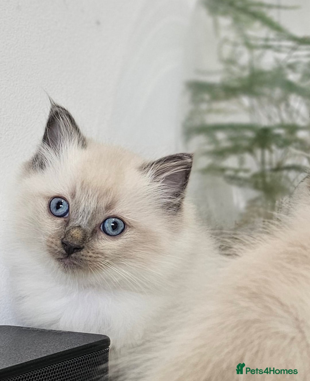 Ragdoll cats for sale: Stunning  ragdoll  kittens - Image 2