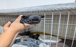 French Bulldog dogs for sale: French dog for sale  - Image 10